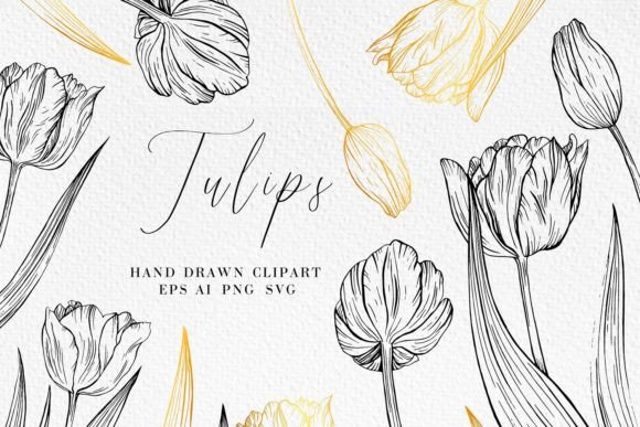 Tulip Line Art Illustrations
